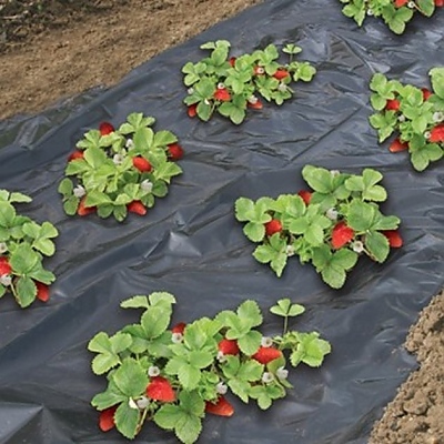Перфорирано мулчирано фолио за ягоди Марчело 1.20 м. / 10метра 3 сезона 50 микр.